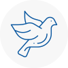 Bird Prevention Ampthill
