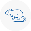 Rat Control Ampthill