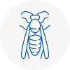 Ampthill Wasp Nest Removal